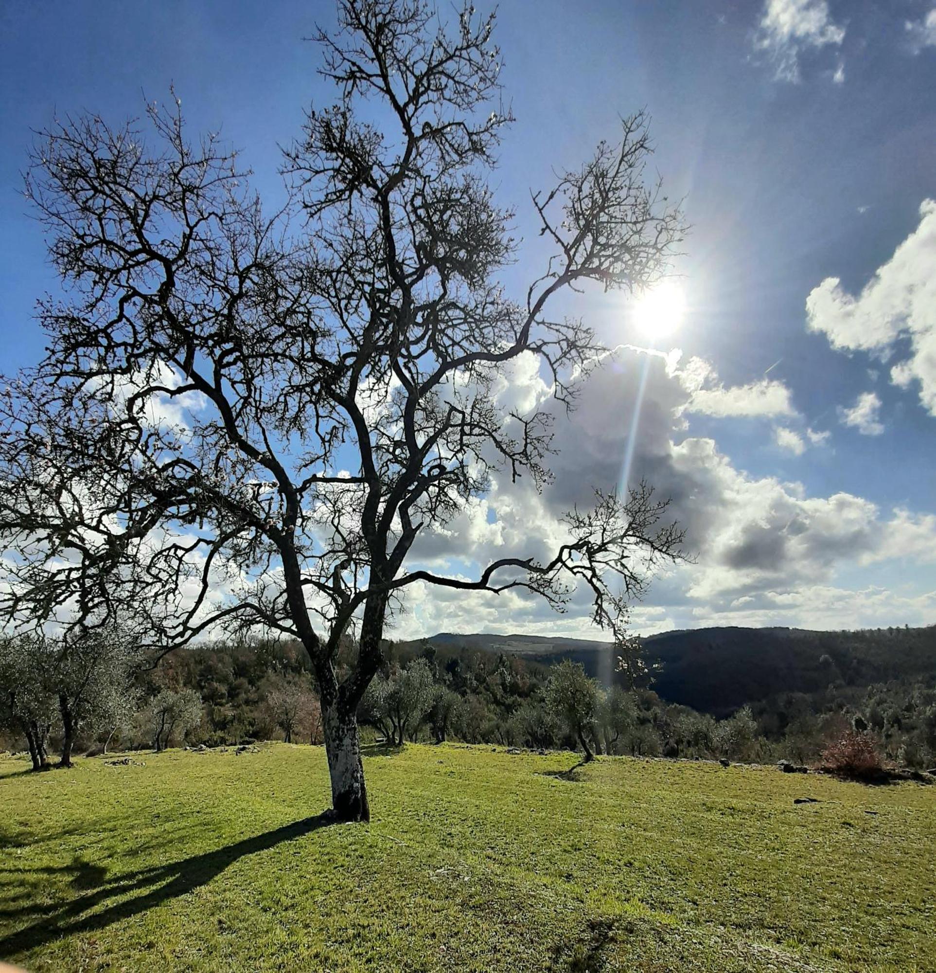 Casa Il Mandorlo Nel Chianti Villa Castellina in Chianti Kültér fotó